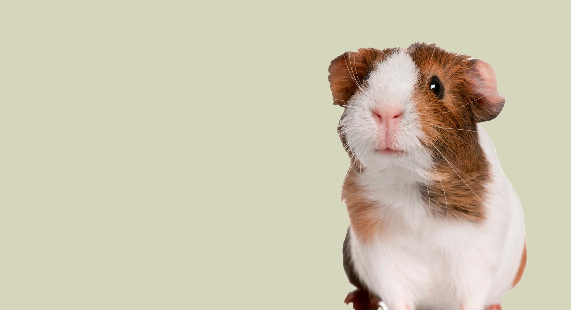 Guinea pig